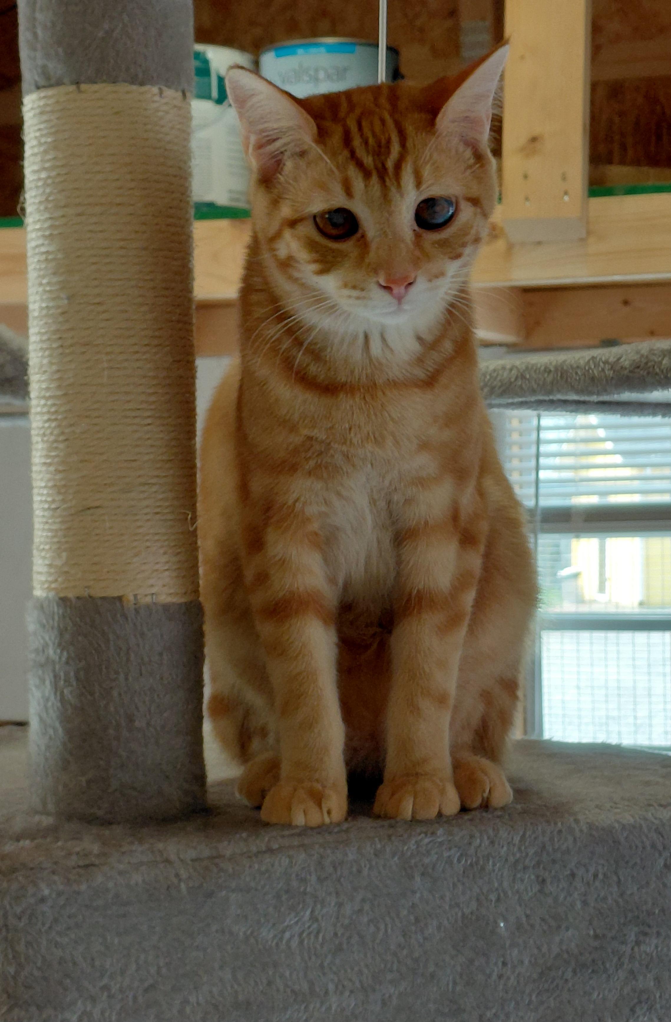 Tang, Adoptable, Young Male Tabby.