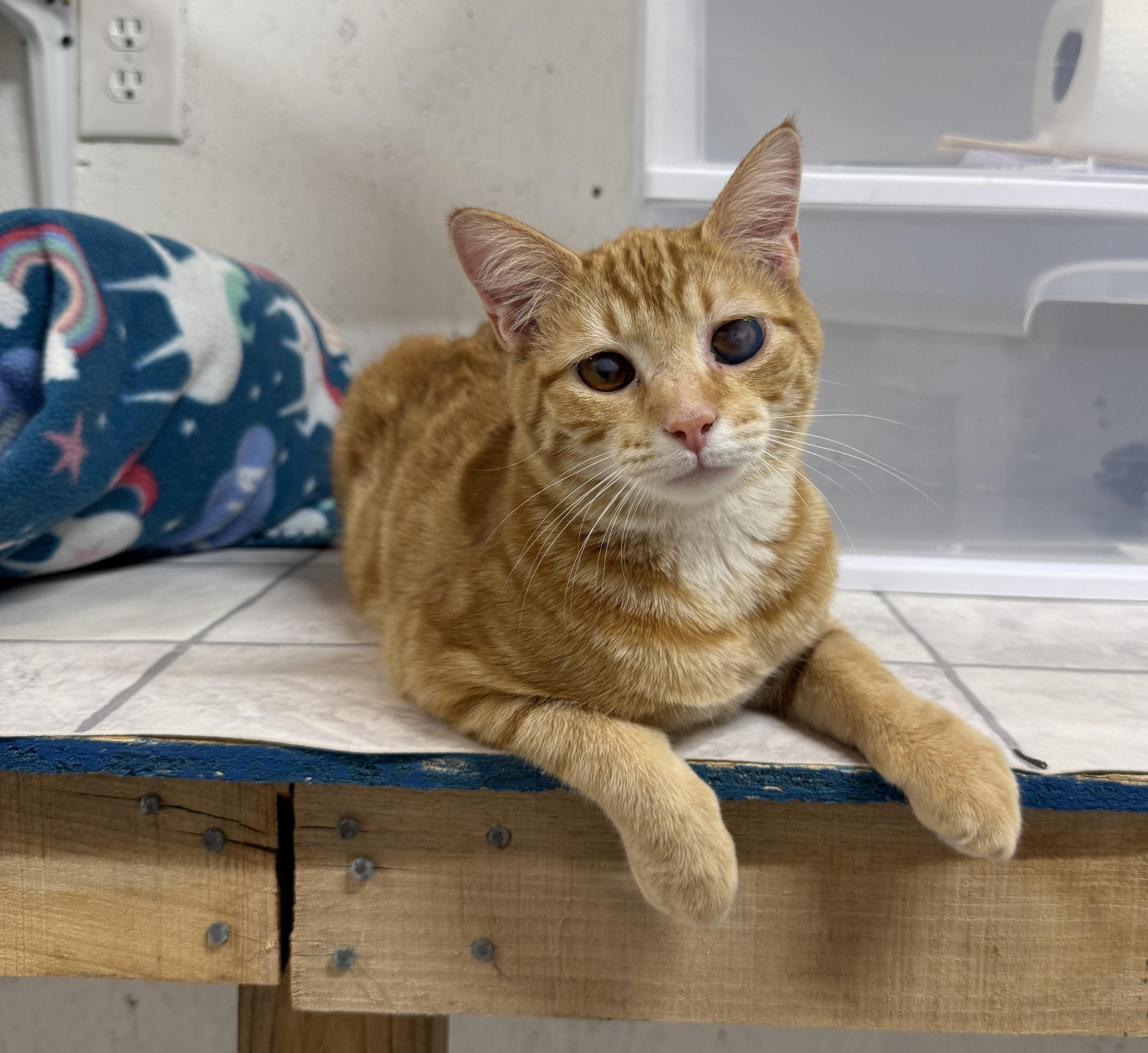 Tang, Adoptable, Young Male Tabby.