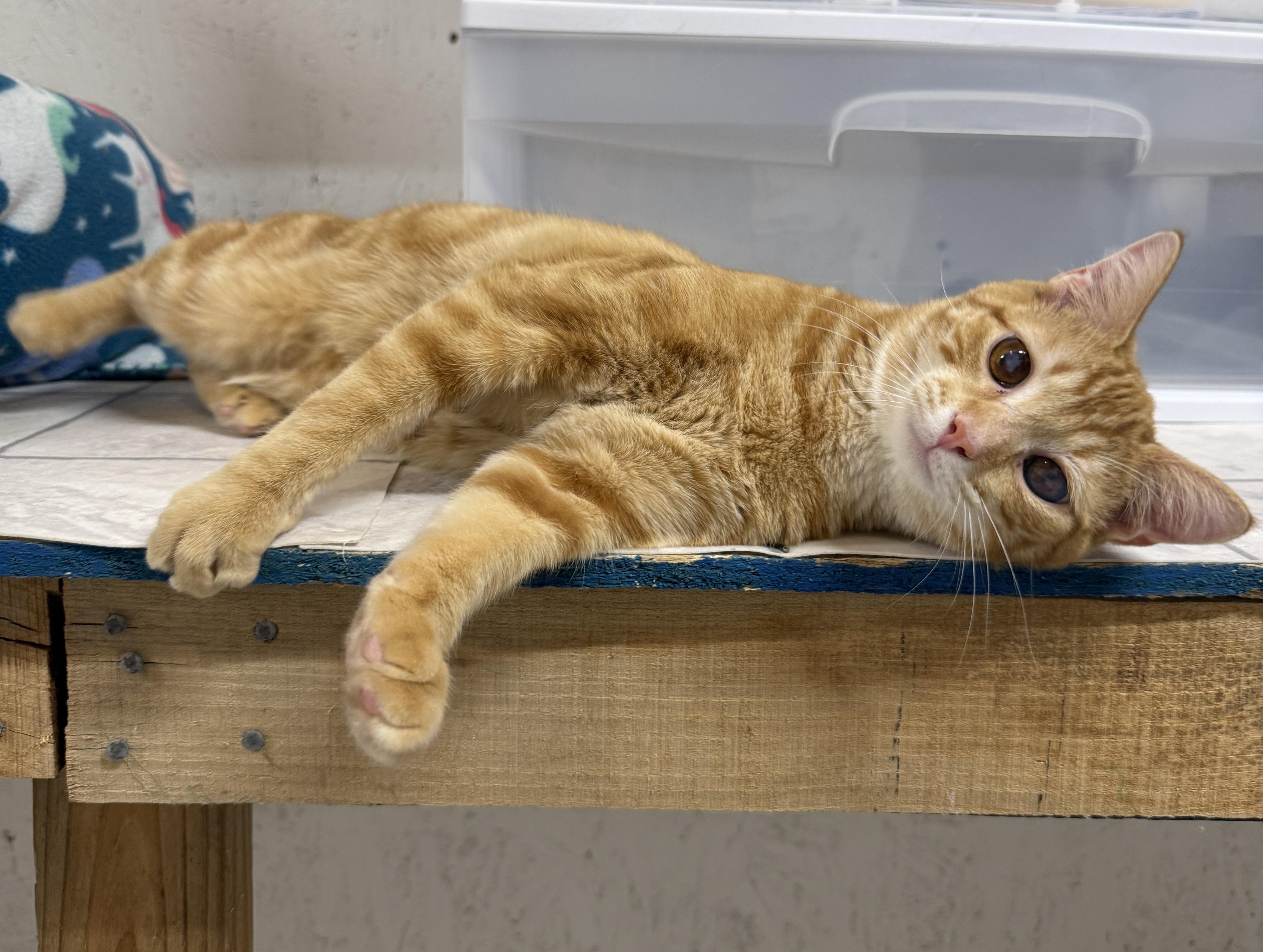 Enlarge Tang, a Adoptable Tabby in Talbott, TN image 2/4