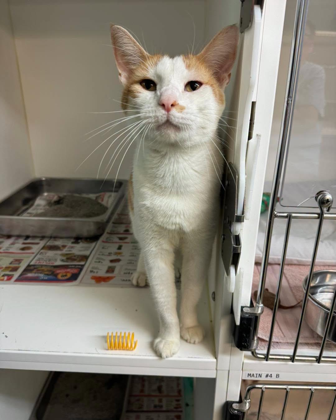 Carl Dean, Adopted, Adult Male Domestic Short Hair.