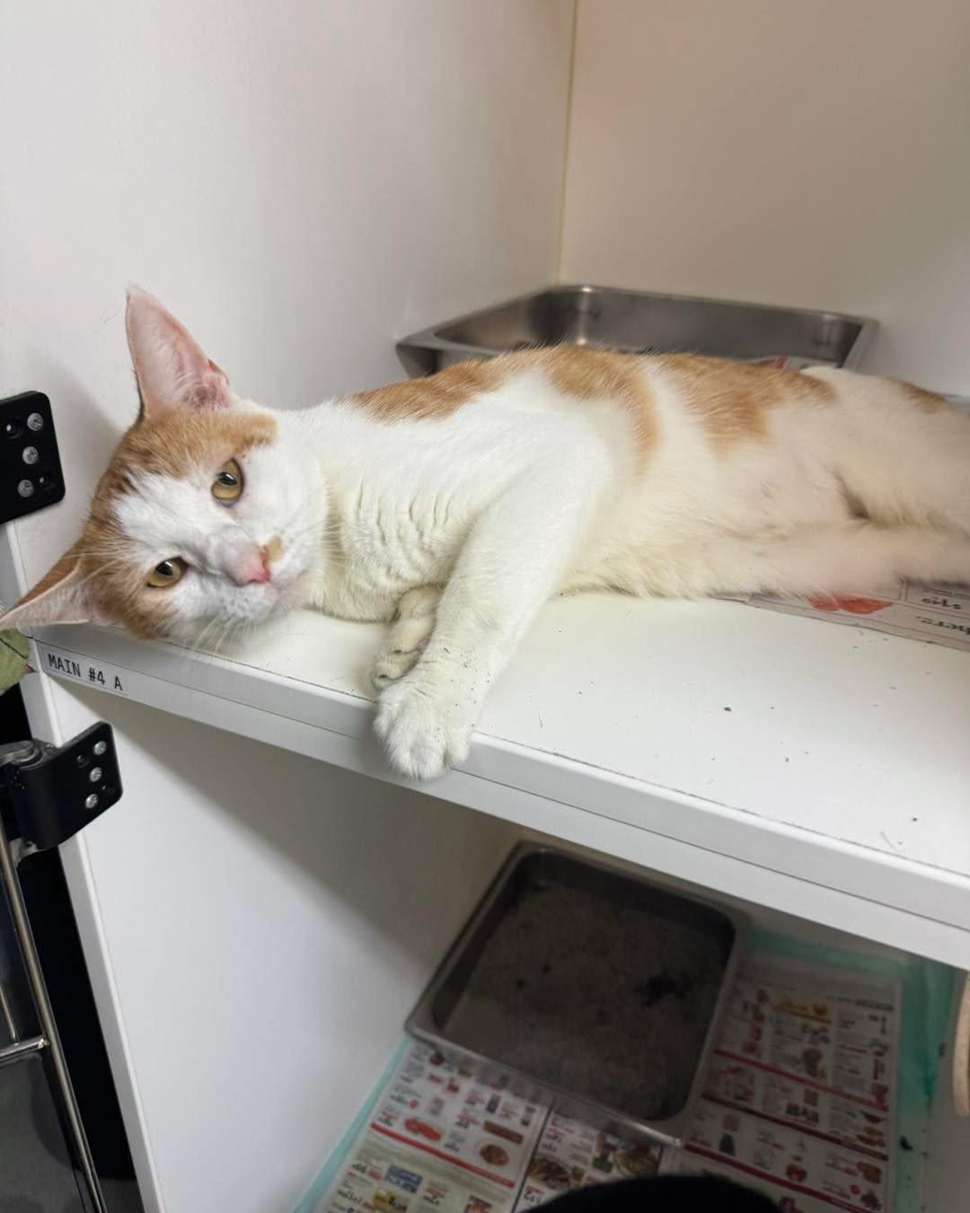Enlarge Carl Dean, a Adopted Domestic Short Hair in Bloomfield, NJ image 3/4