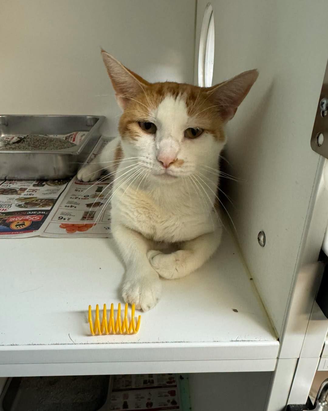 Enlarge Carl Dean, a Adopted Domestic Short Hair in Bloomfield, NJ image 2/4