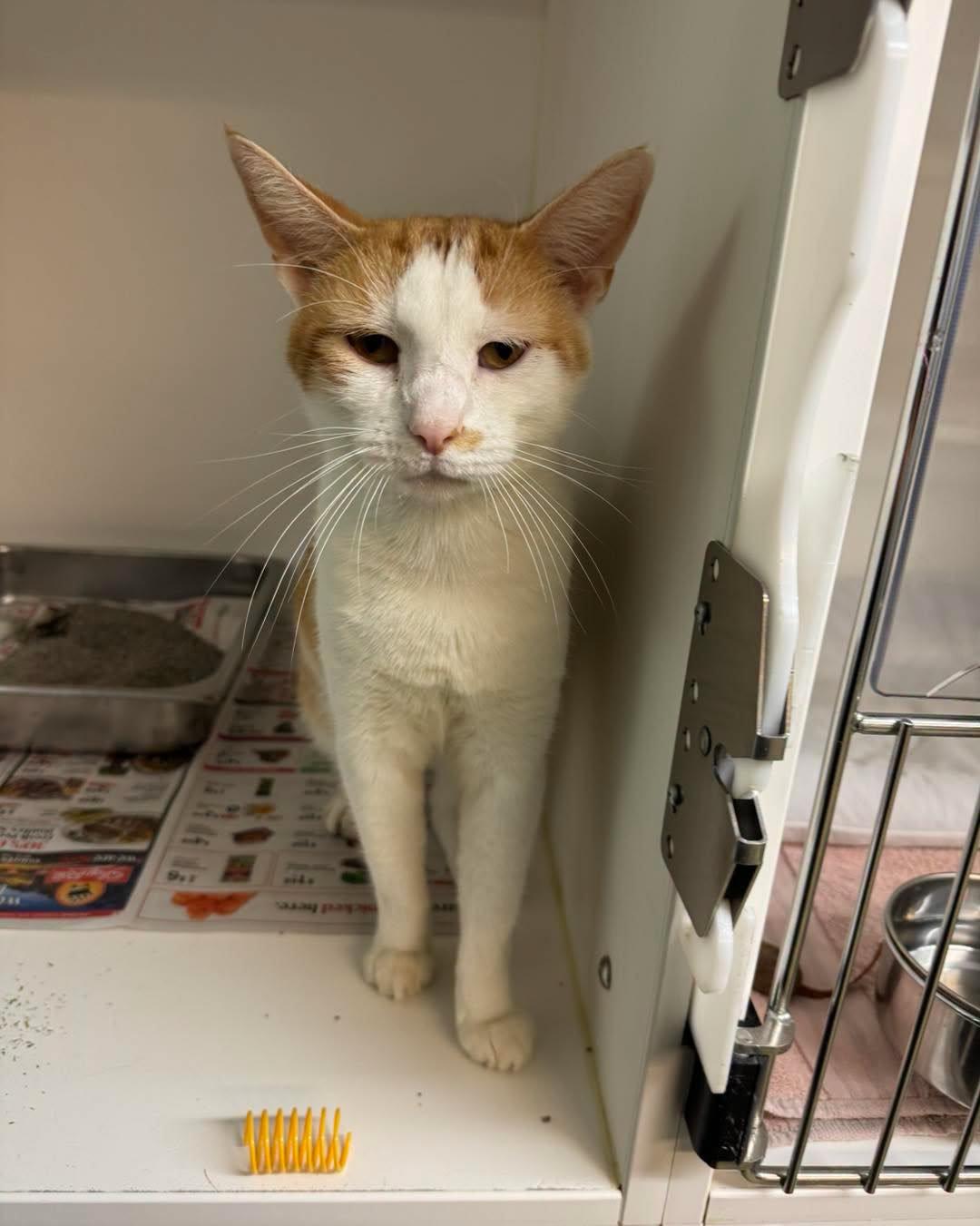 Enlarge Carl Dean, a Adopted Domestic Short Hair in Bloomfield, NJ image 4/4