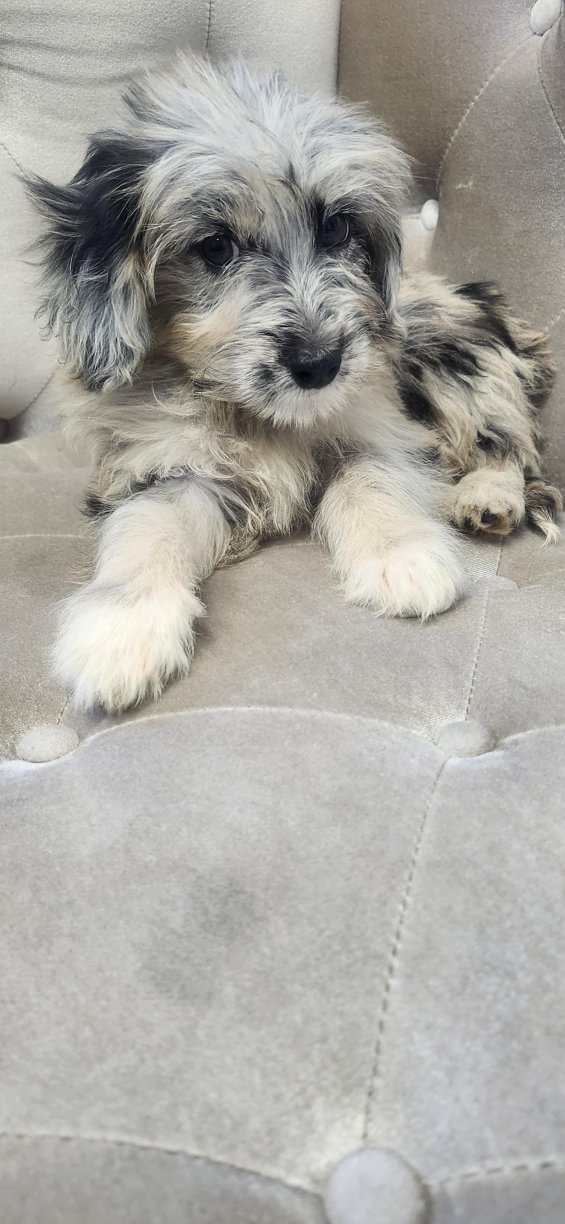 Kirra, Adoptable, Puppy Male Aussiedoodle.