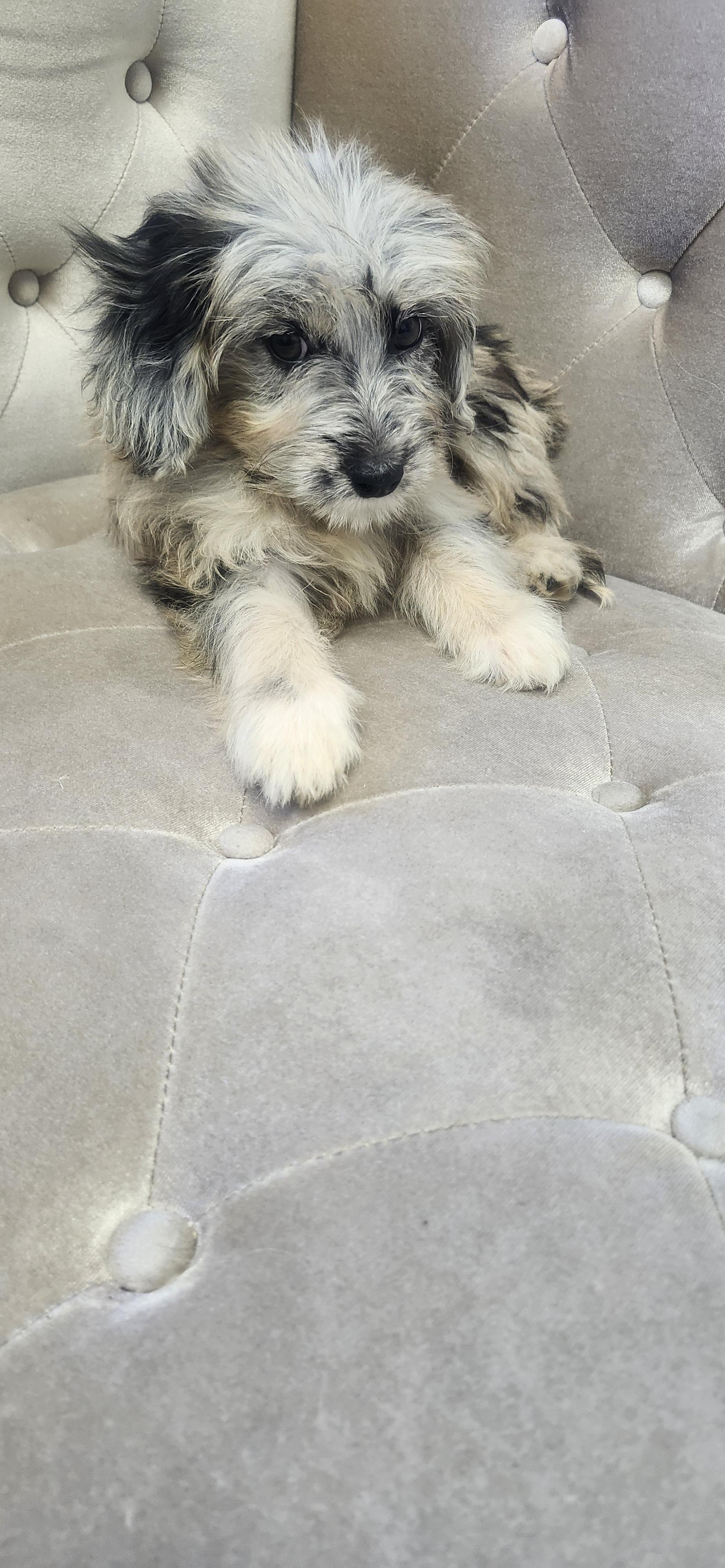 Enlarge Kirra, a Adoptable Aussiedoodle in Torrance, CA image 2/5