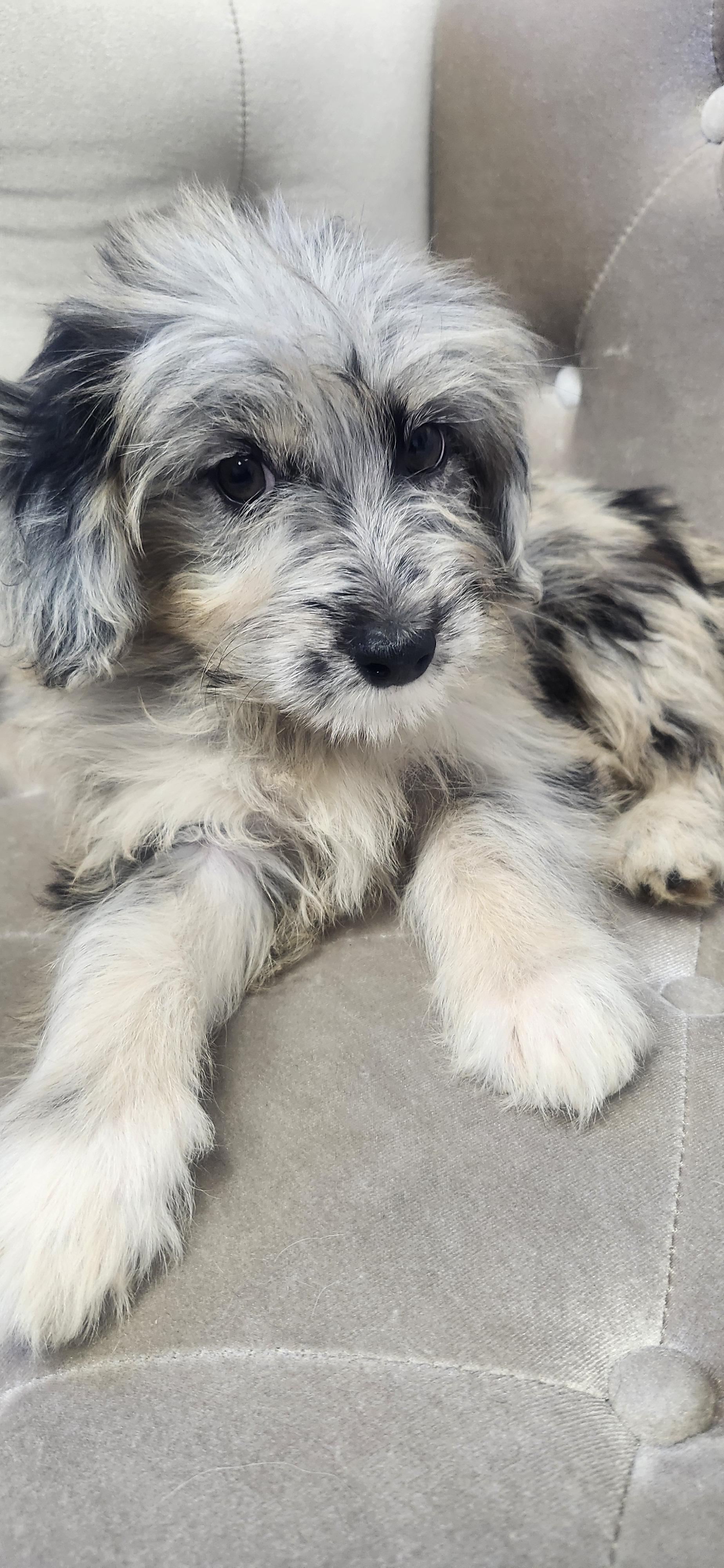 Enlarge Kirra, a Adoptable Aussiedoodle in Torrance, CA image 5/5