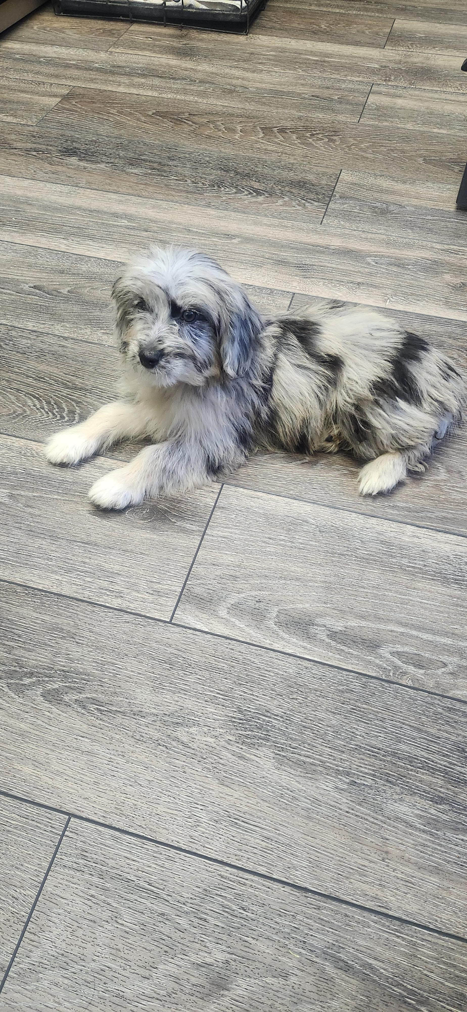 Enlarge Kirra, a Adoptable Aussiedoodle in Torrance, CA image 4/5
