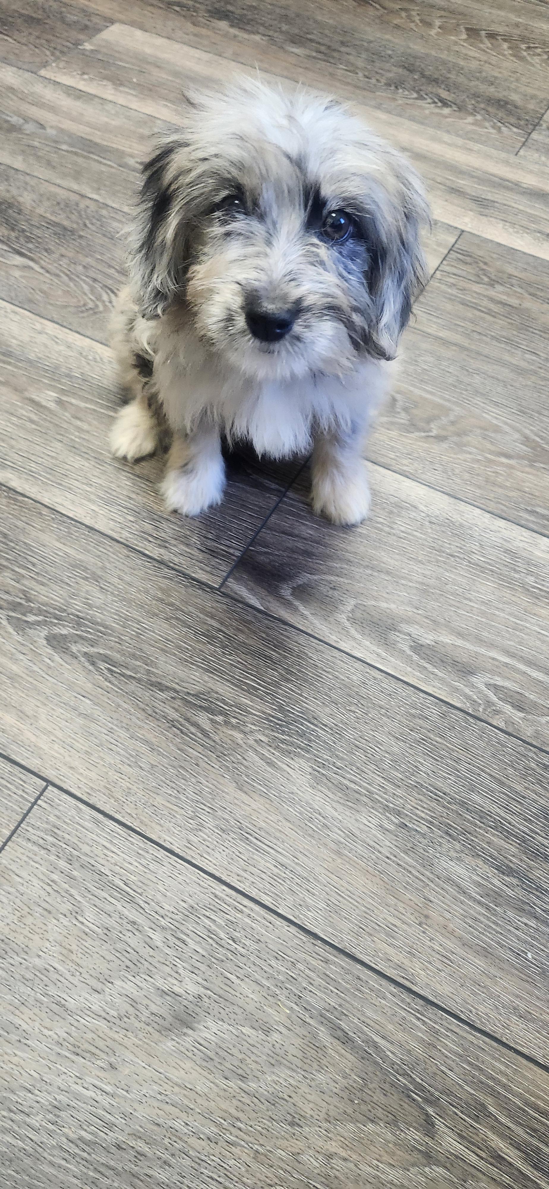 Enlarge Kirra, a Adoptable Aussiedoodle in Torrance, CA image 3/5