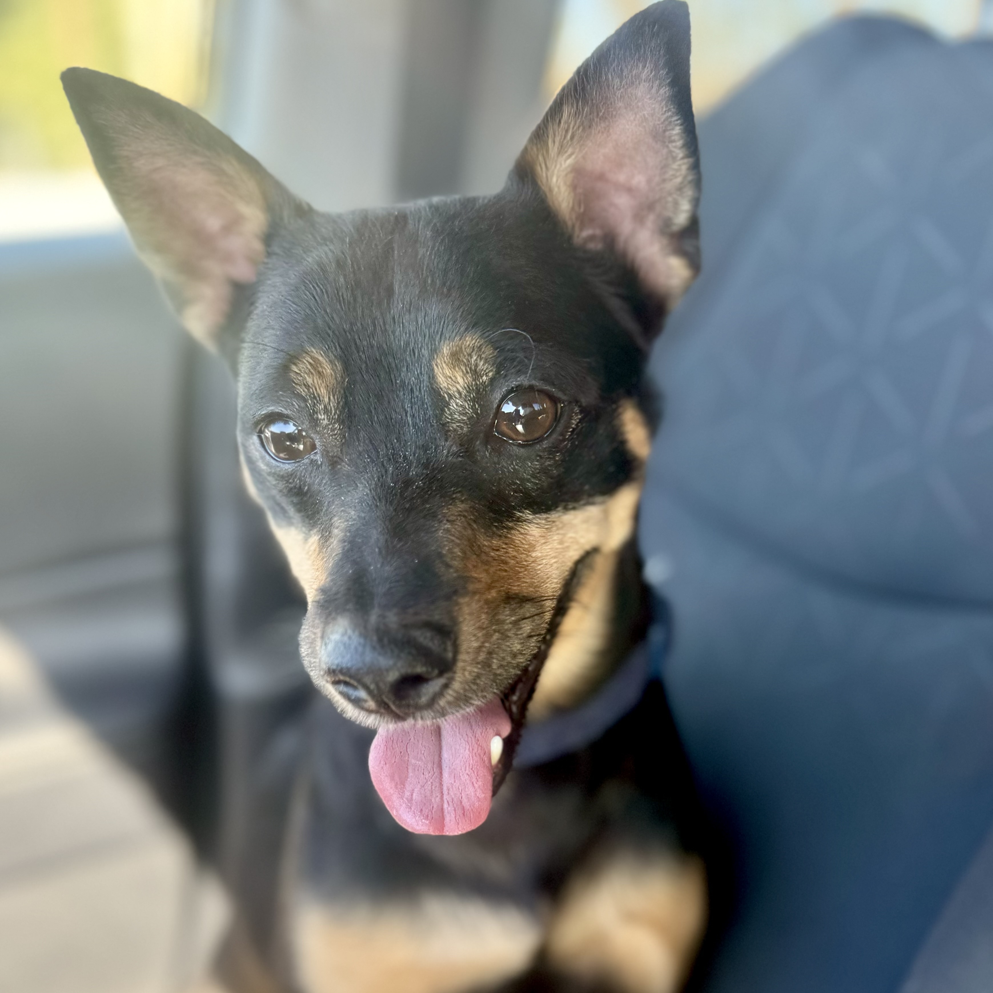 Buddy, Adult Male Terrier