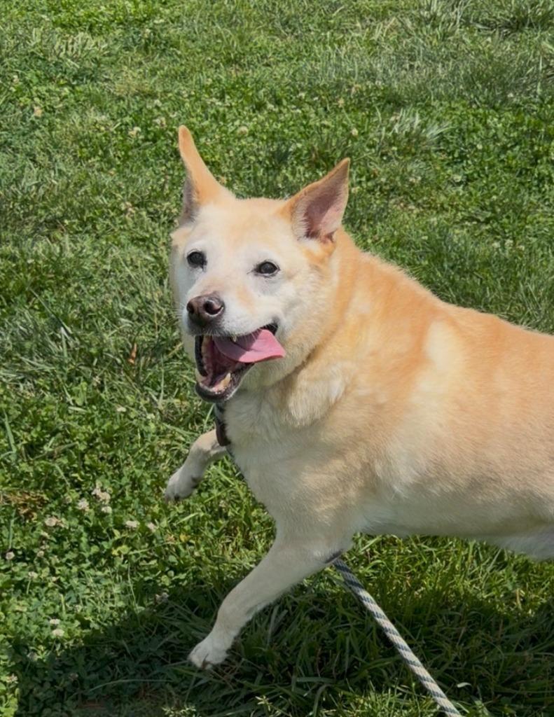 Enlarge Duke, a Adoptable mixed breed in Culpeper, VA image 1/1