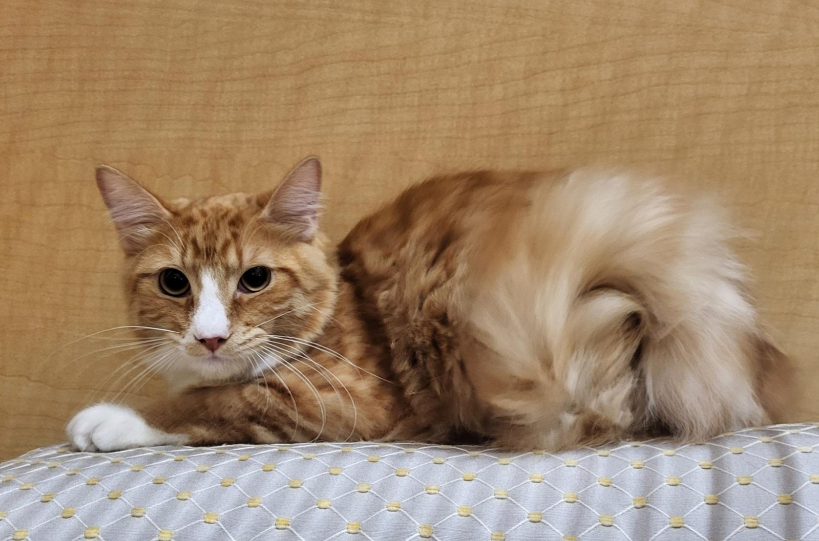 Peyton, Adoptable, Kitten Male Tabby & Domestic Short Hair.