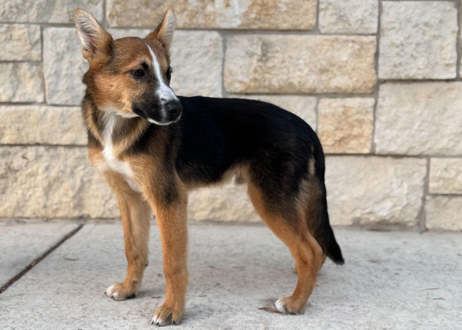 Roscoe, Adoptable, Young Male German Shepherd Dog & Australian Shepherd.