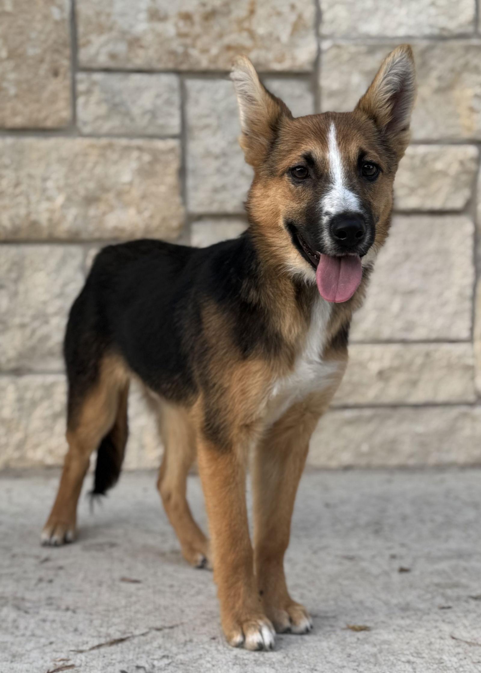 Roscoe, a Adoptable mixed breed in Helotes, TX image 2/3