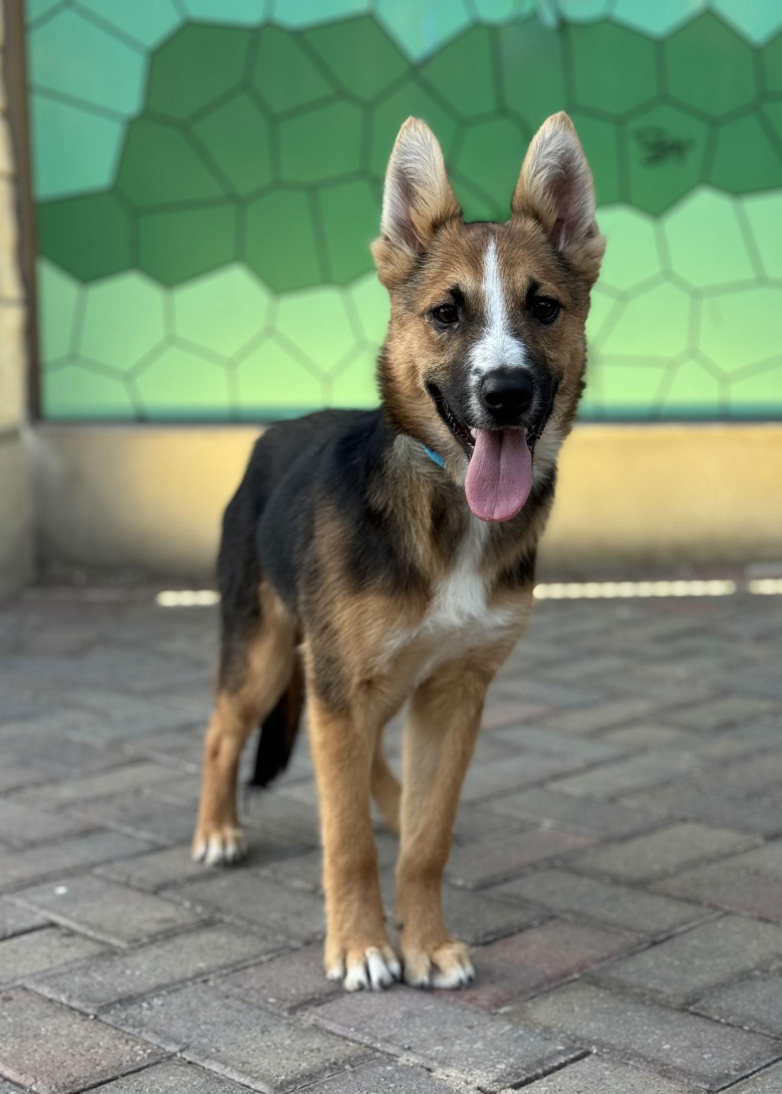 Roscoe, a Adoptable mixed breed in Helotes, TX image 3/3