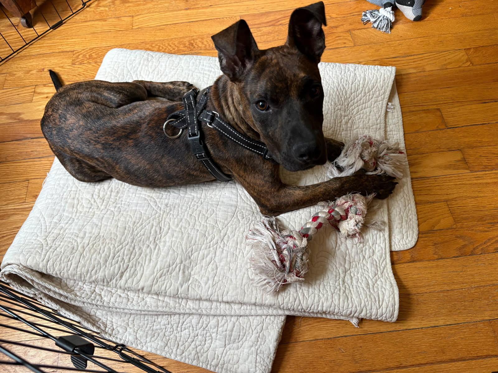 Roscoe, Adopted, Puppy Male Shepherd & American Bulldog.