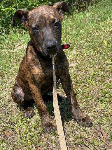 Roscoe, a Adopted mixed breed in Tarrytown, GA image 2/3