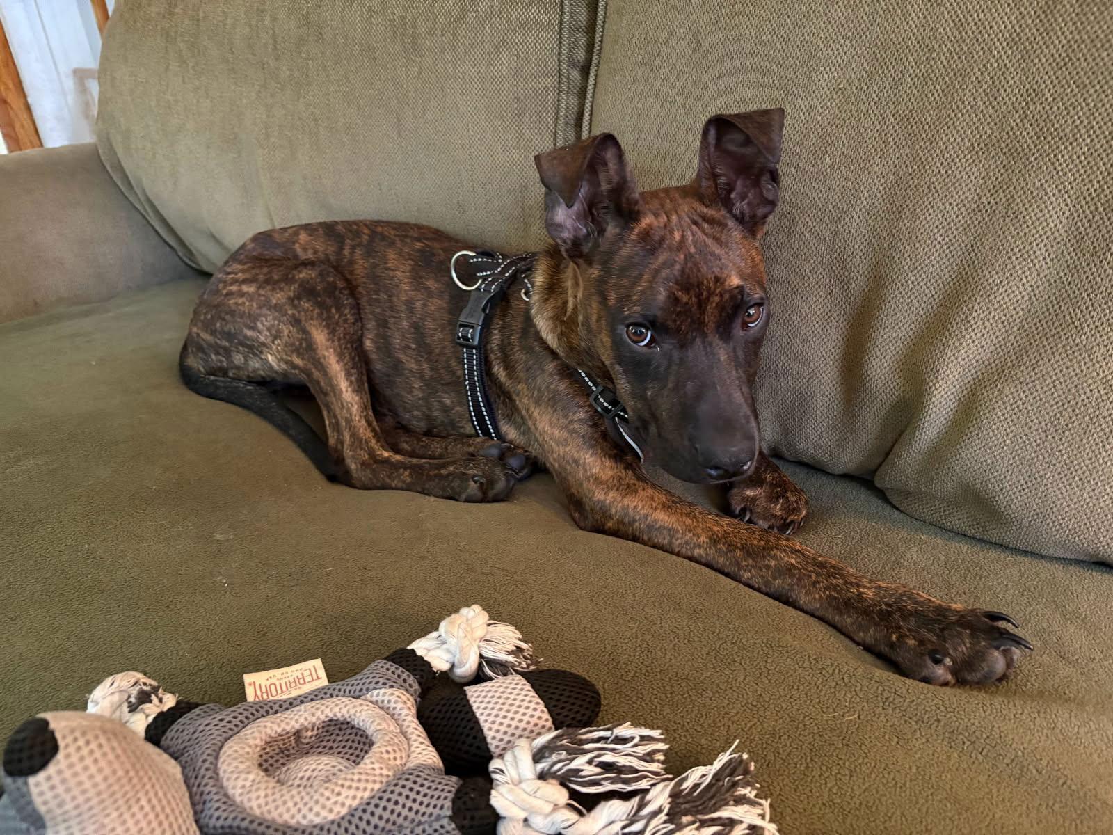 Roscoe, a Adopted mixed breed in Tarrytown, GA image 3/3