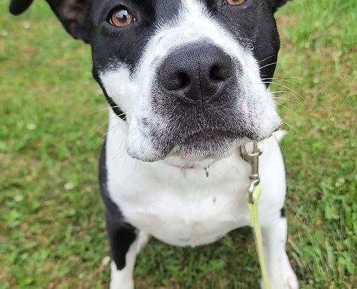 Josie, Adoptable, Young Female Staffordshire Bull Terrier.