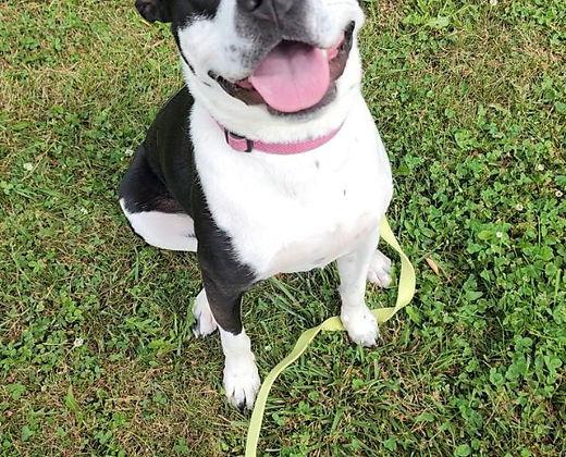 Enlarge Josie, a Adoptable Staffordshire Bull Terrier in Knoxville, IA image 2/3
