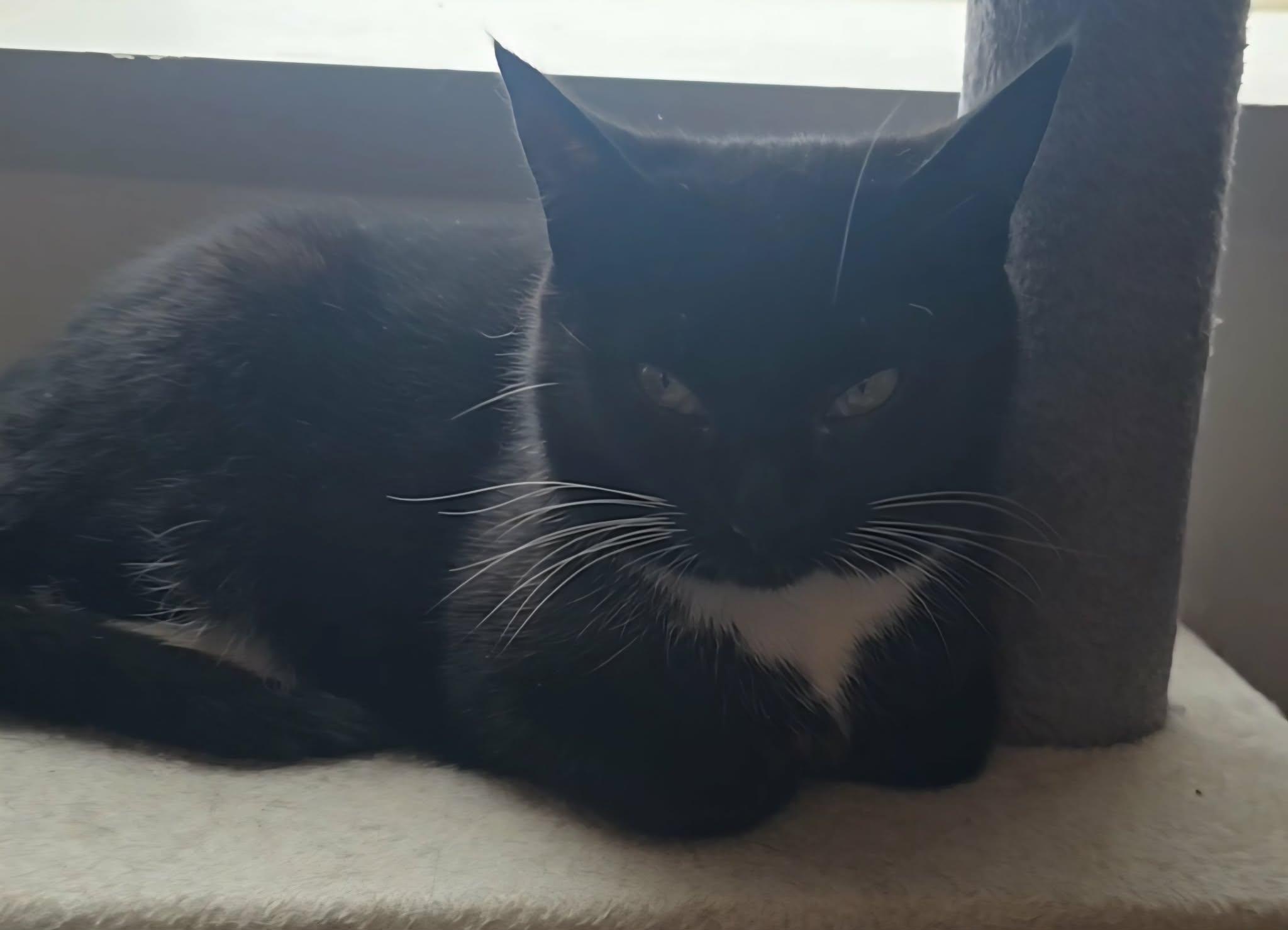Ali, ADOPTABLE, Adult Female Domestic Short Hair.