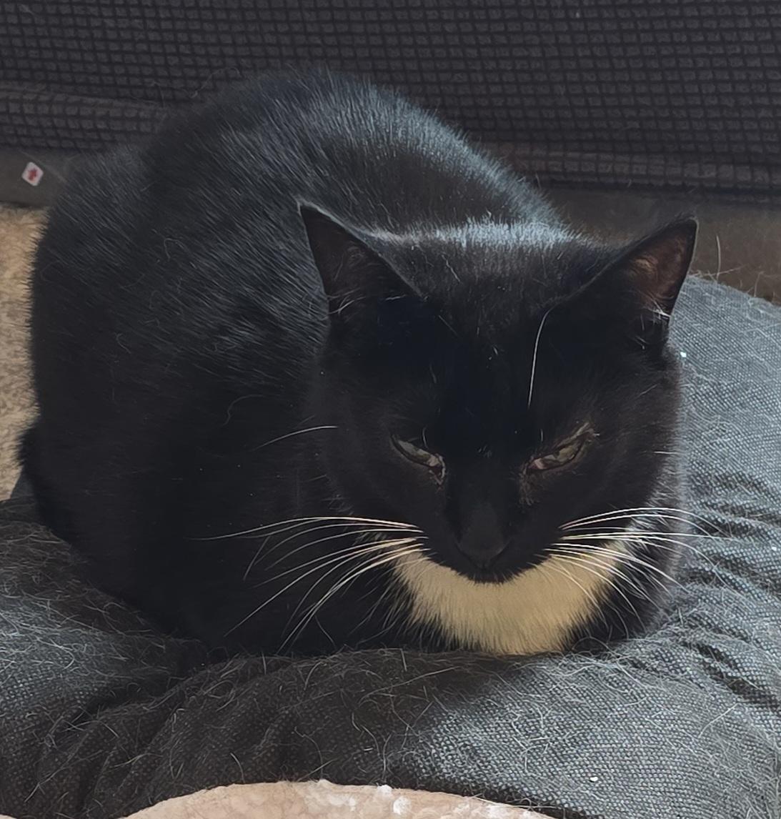 Ali, ADOPTABLE, Adult Female Domestic Short Hair.