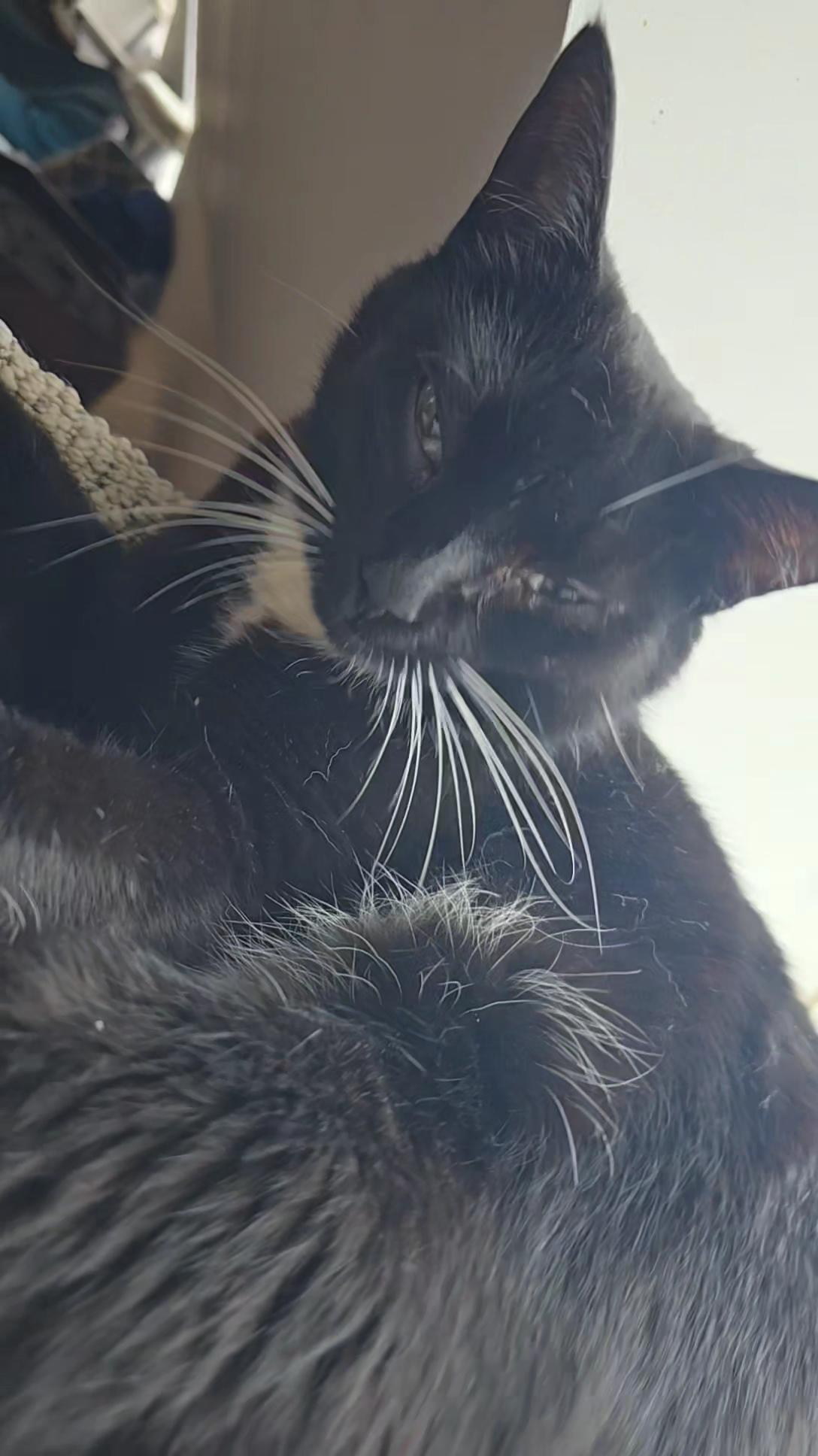 Ali, a ADOPTABLE Domestic Short Hair in Stevensville, ON image 2/2