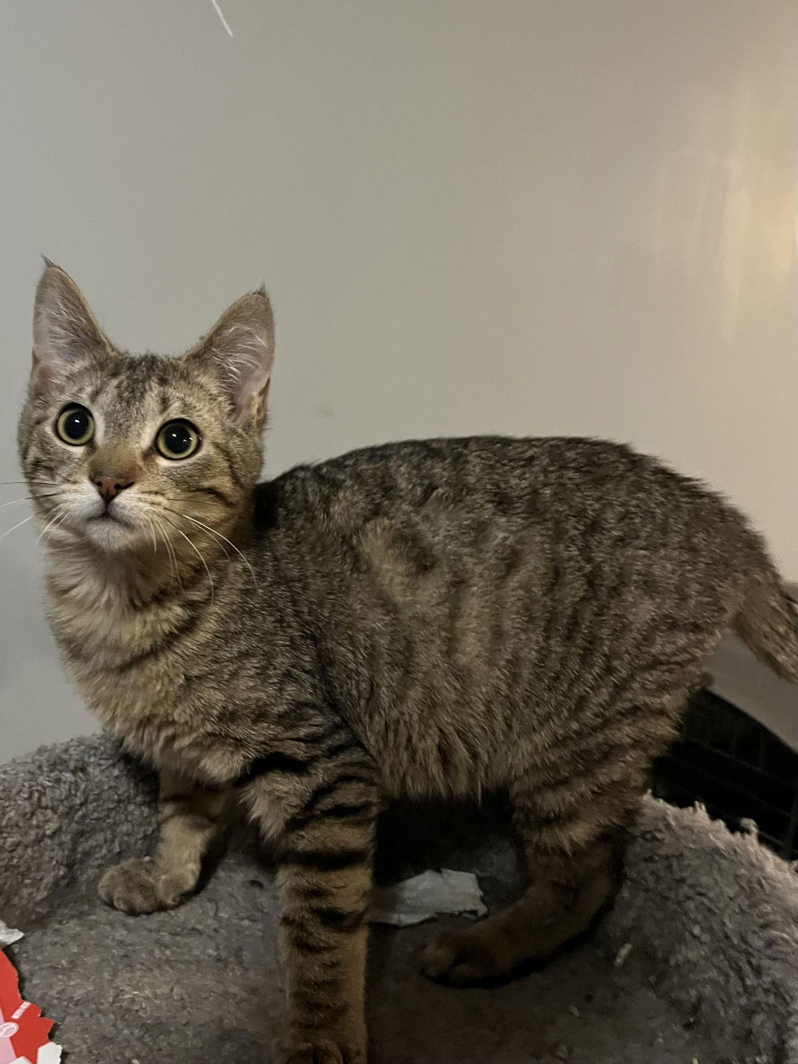 Hobbs, a Adoptable Tabby in Zimmerman, MN image 1/2