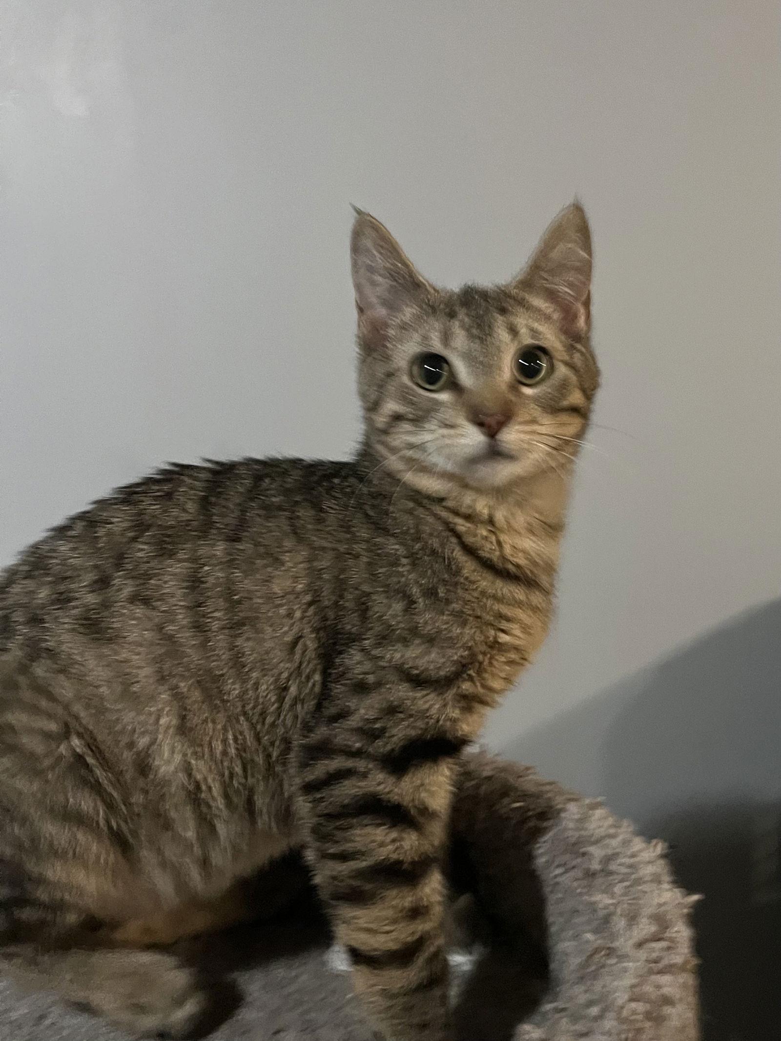 Hobbs, a Adoptable Tabby in Zimmerman, MN image 2/2