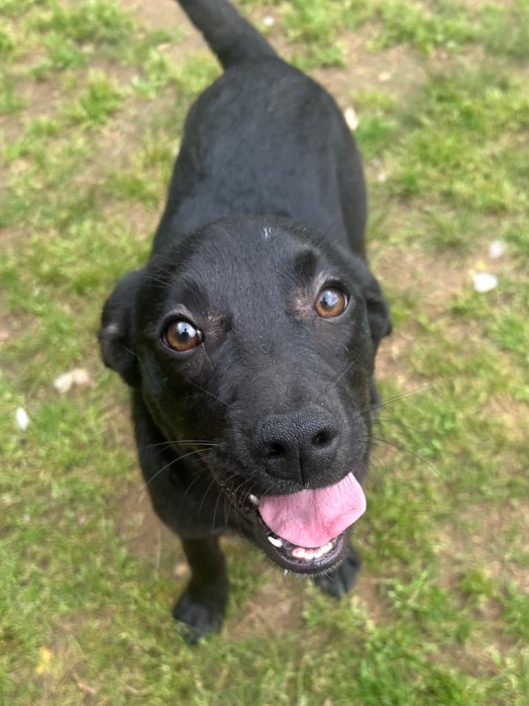 Ellie, Adoptable, Puppy Female Hound.