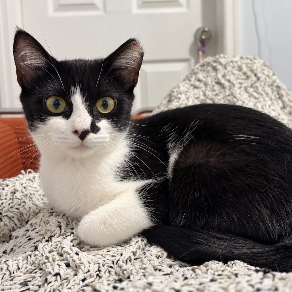 Enlarge Olive, a Adoptable Domestic Short Hair in Fresh Meadows, NY image 4/6