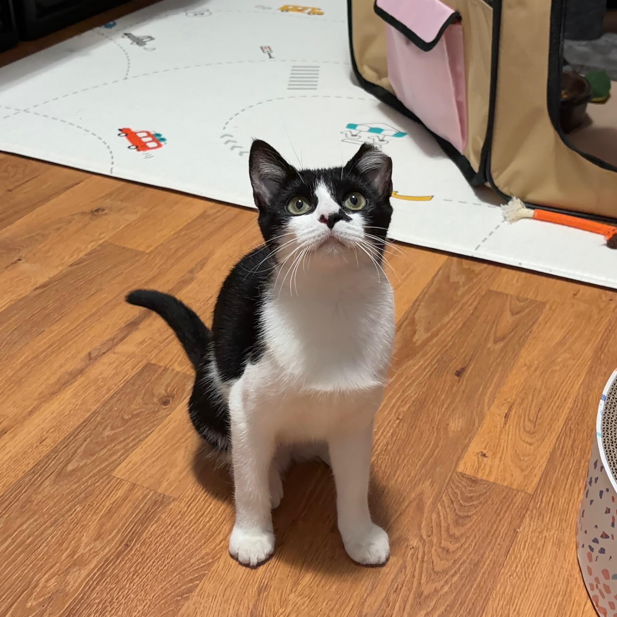 Enlarge Olive, a Adoptable Domestic Short Hair in Fresh Meadows, NY image 5/6