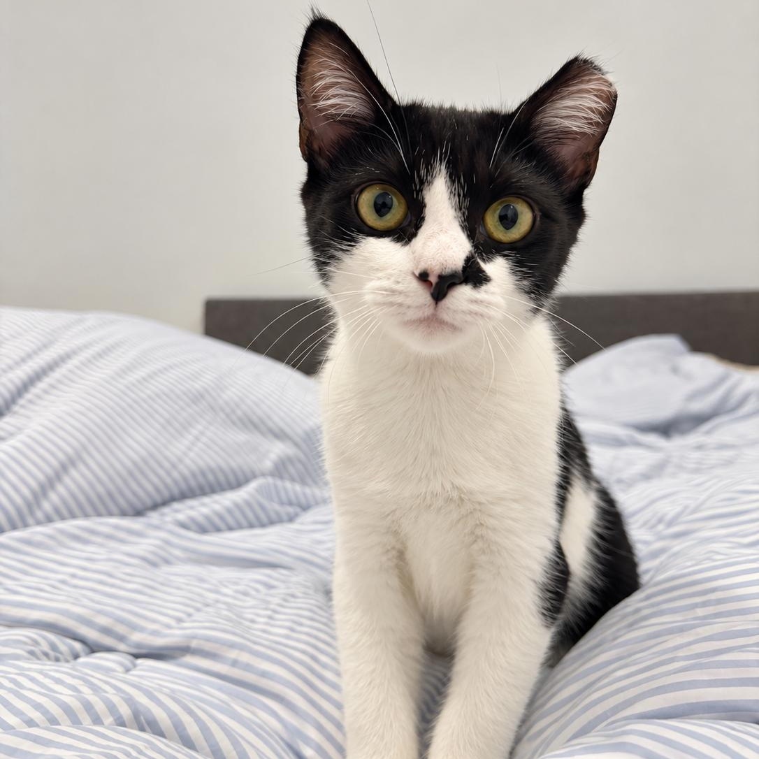 Olive, Adoptable, Kitten Female Domestic Short Hair.