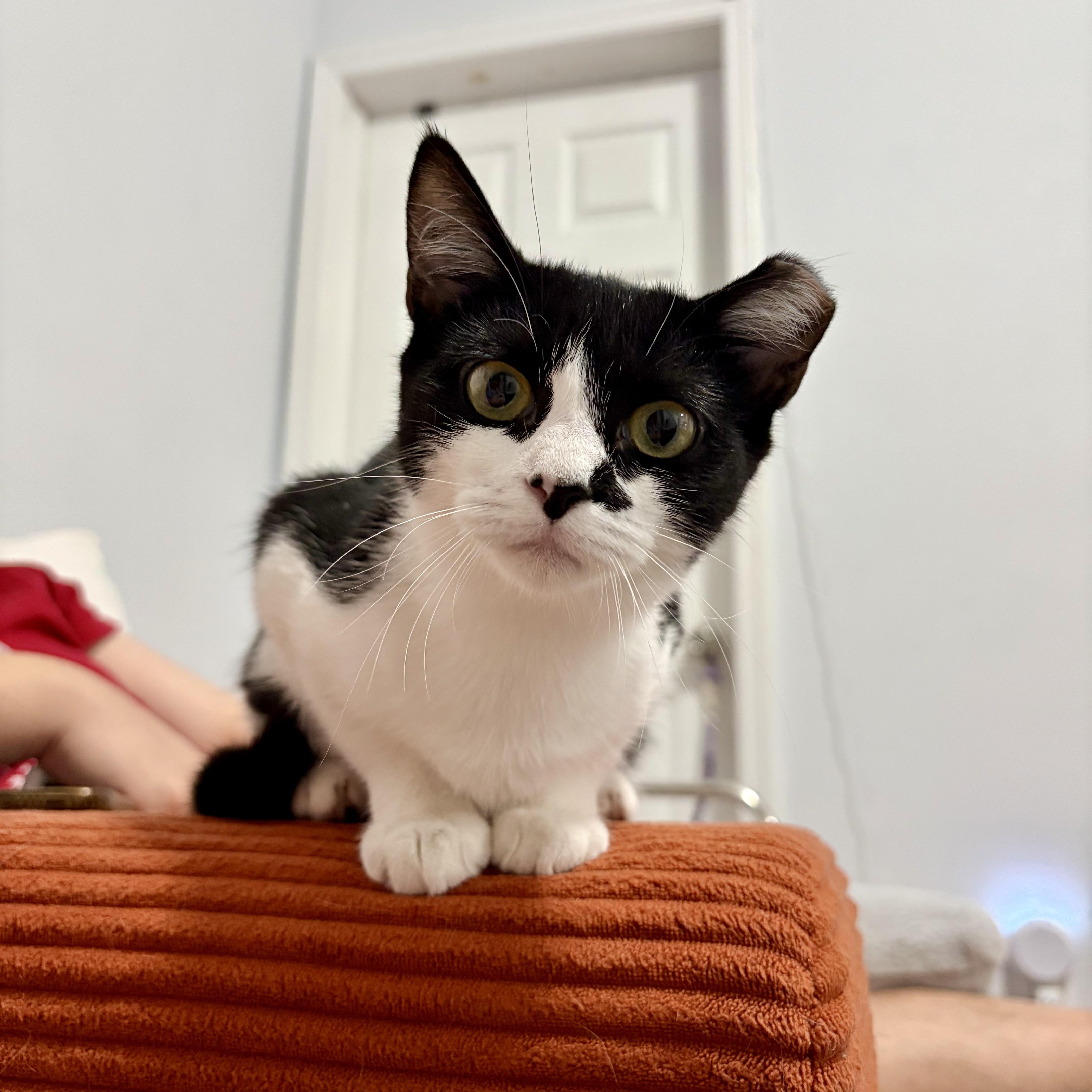 Enlarge Olive, a Adoptable Domestic Short Hair in Fresh Meadows, NY image 3/6