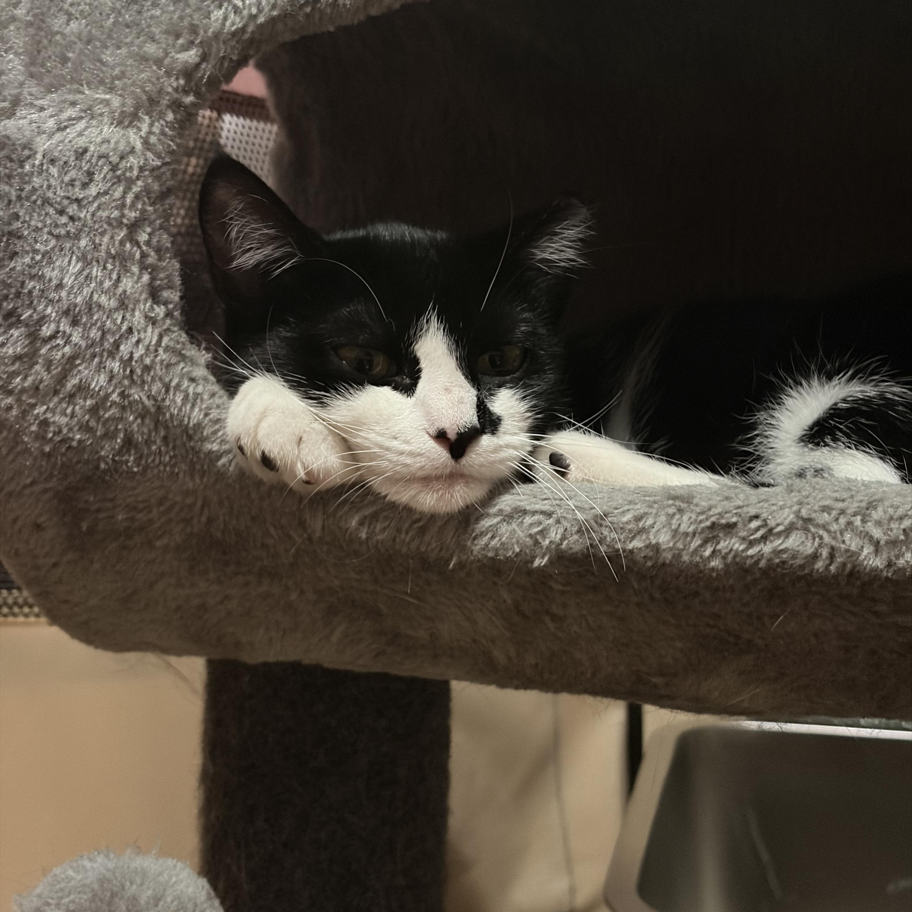 Enlarge Olive, a Adoptable Domestic Short Hair in Fresh Meadows, NY image 6/6