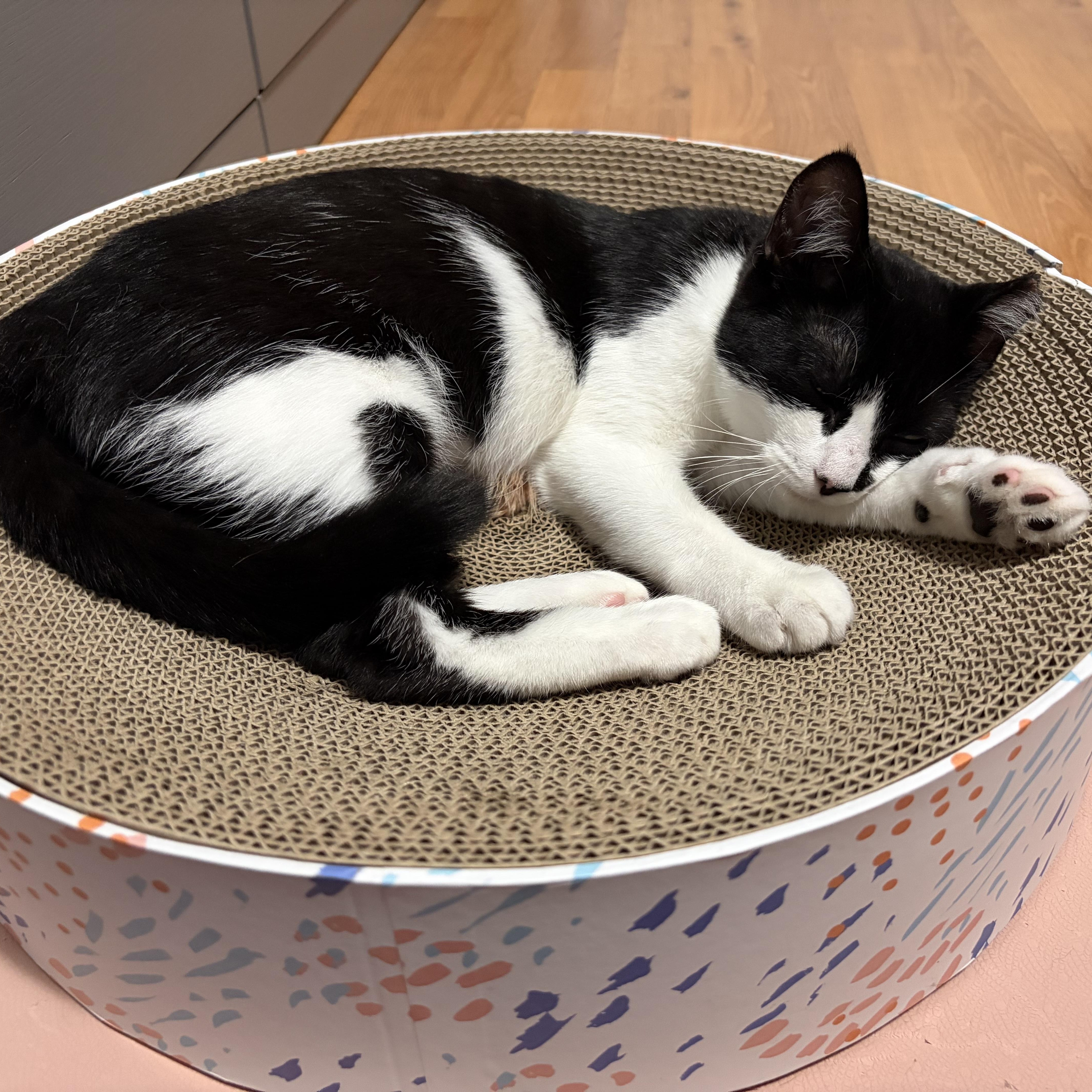 Enlarge Olive, a Adoptable Domestic Short Hair in Fresh Meadows, NY image 2/6