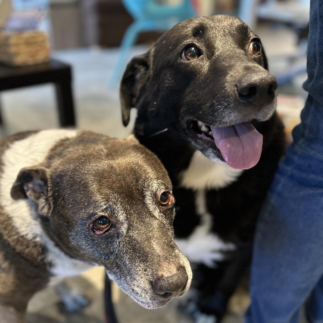 Brooke, Adoptable, Senior Female Mixed Breed.