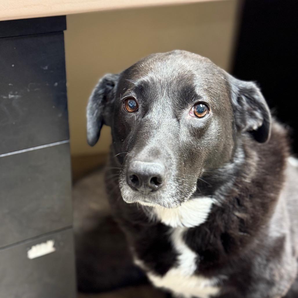 Enlarge Brooke, a Adoptable Mixed Breed in Park City, UT image 2/6