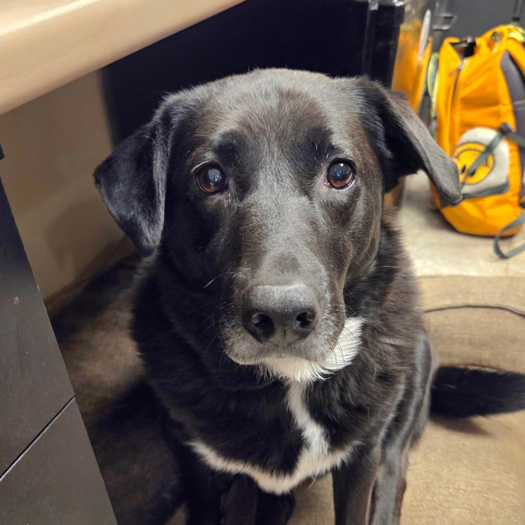 Enlarge Brooke, a Adoptable Mixed Breed in Park City, UT image 3/6