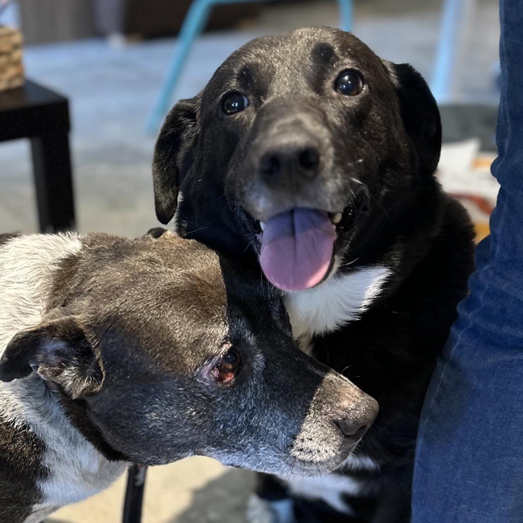 Enlarge Brooke, a Adoptable Mixed Breed in Park City, UT image 4/6