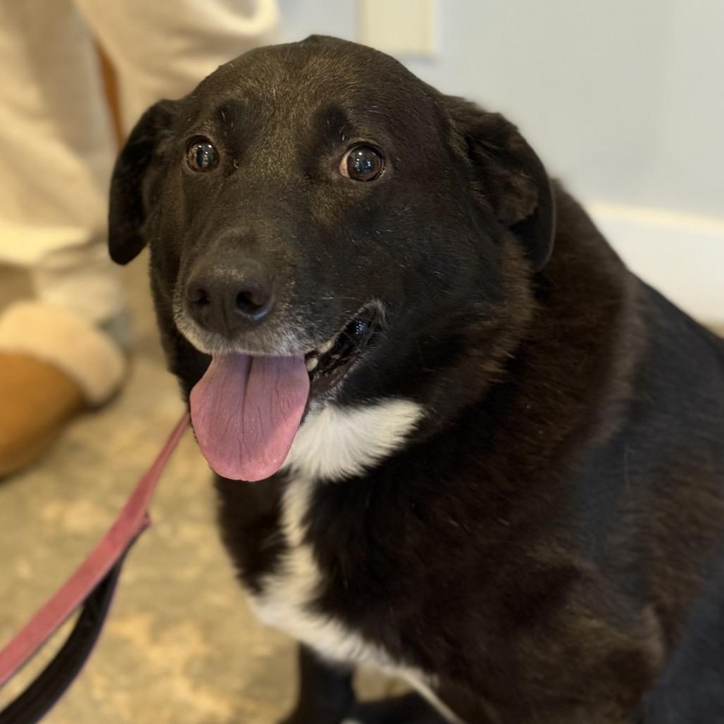 Enlarge Brooke, a Adoptable Mixed Breed in Park City, UT image 5/6