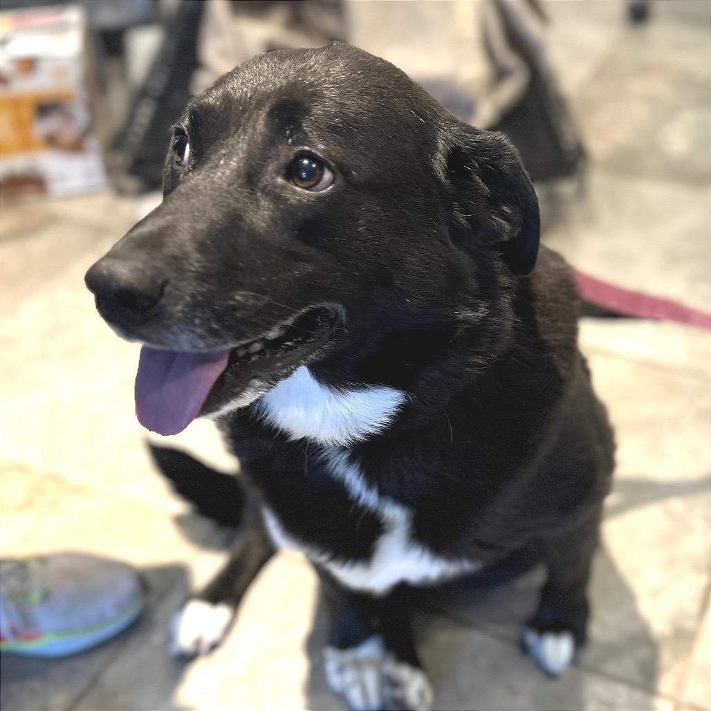 Enlarge Brooke, a Adoptable Mixed Breed in Park City, UT image 6/6