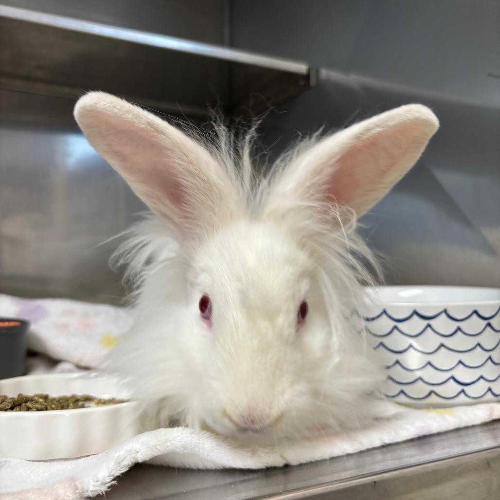 Enlarge Puff, a Adoptable Lionhead in Richmond, CA image 1/1