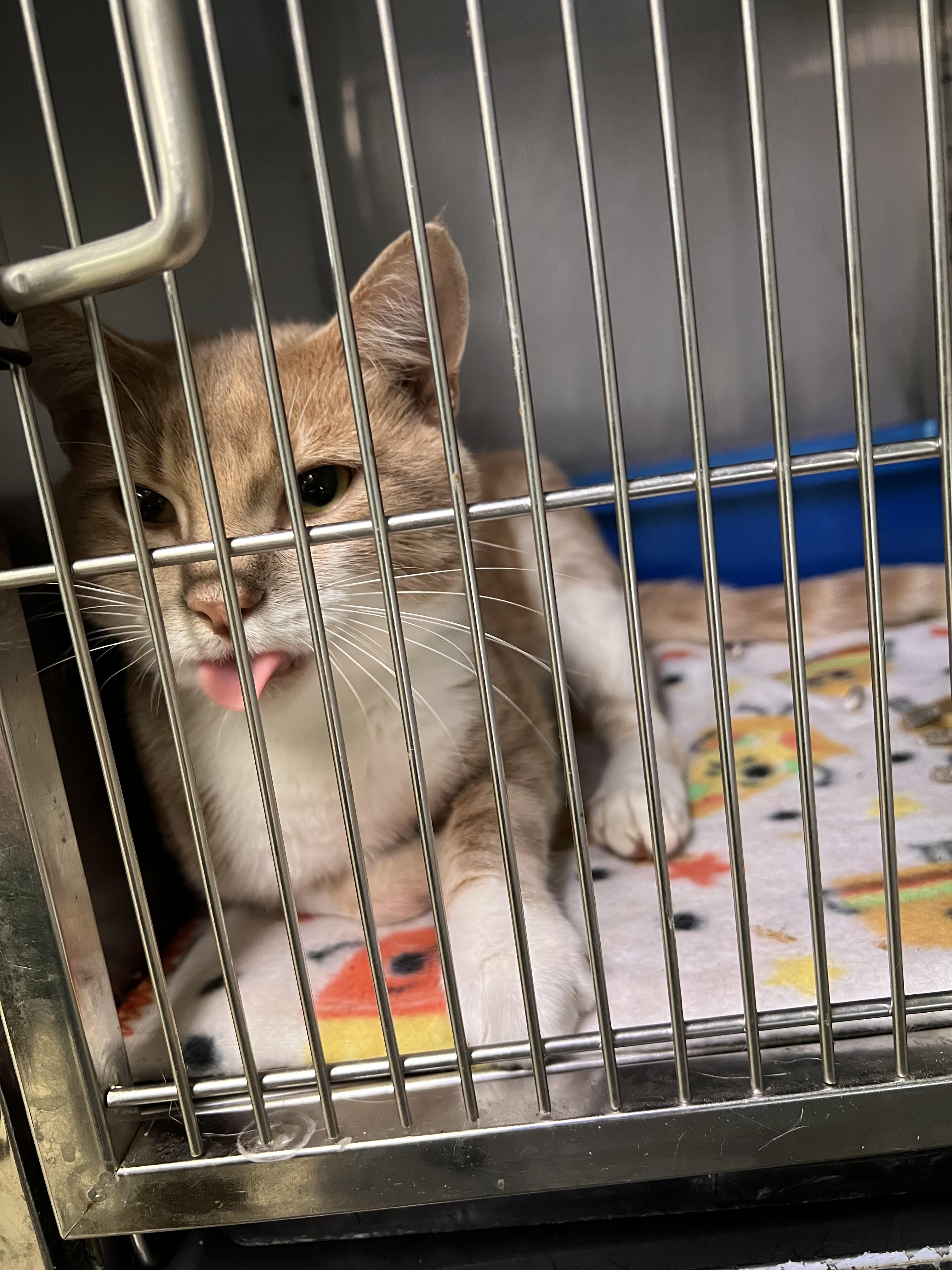 Enlarge Donald, a Adoptable Domestic Short Hair in sparta, NC image 2/4
