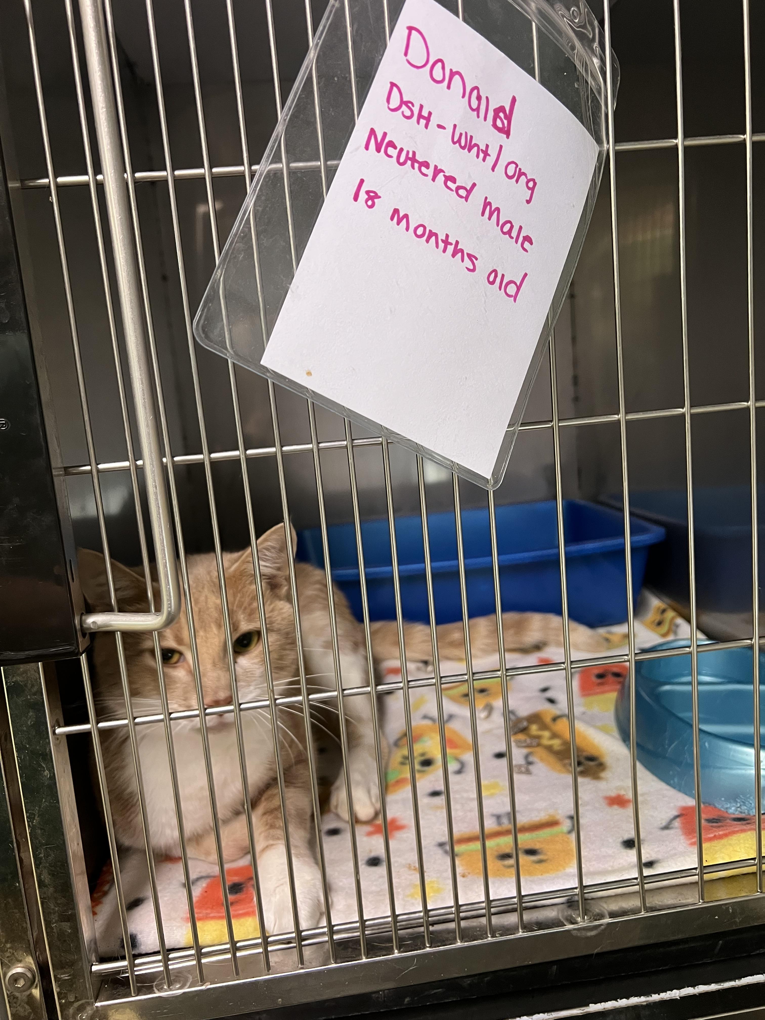 Enlarge Donald, a Adoptable Domestic Short Hair in sparta, NC image 3/4