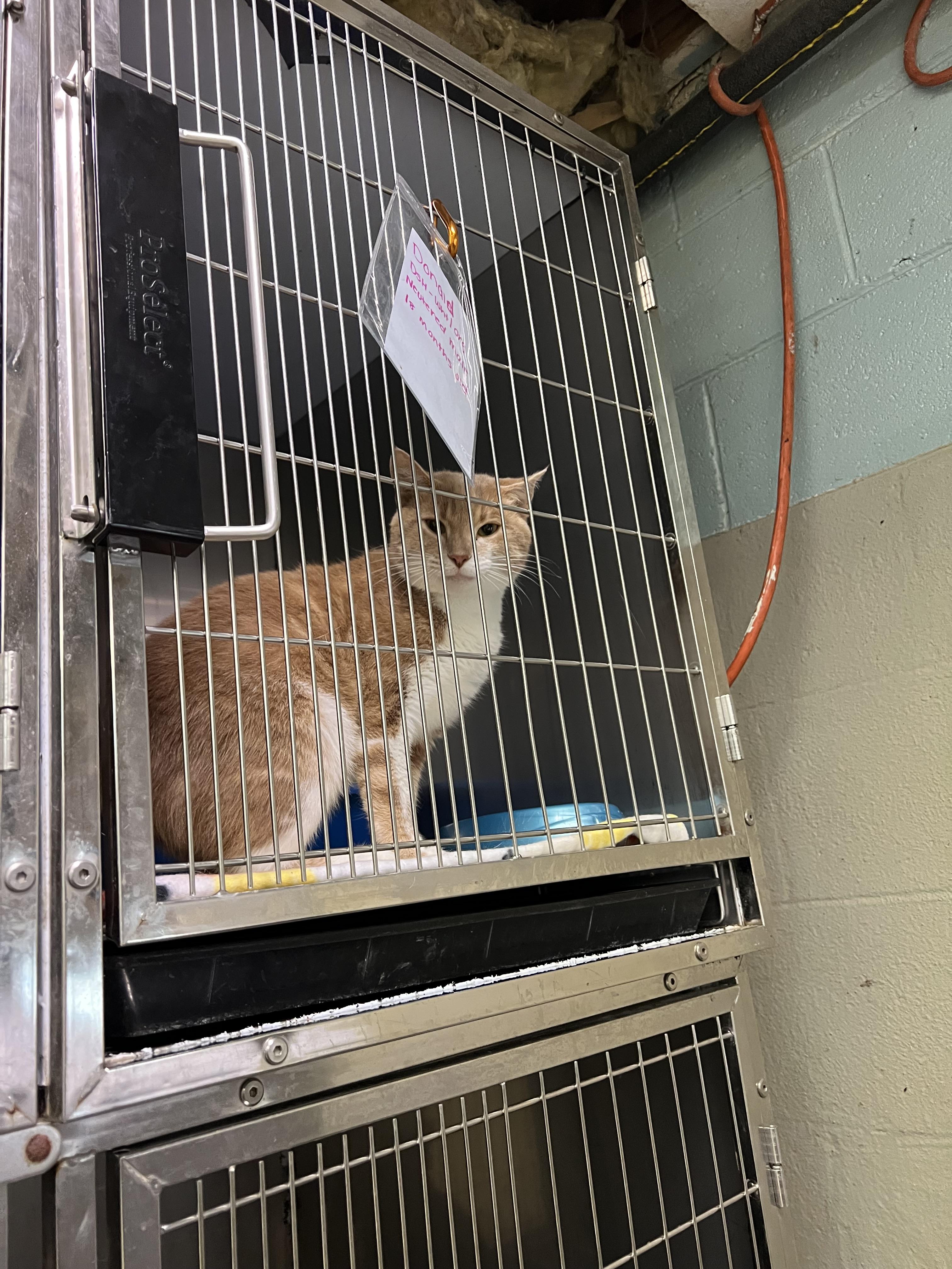 Enlarge Donald, a Adoptable Domestic Short Hair in sparta, NC image 4/4