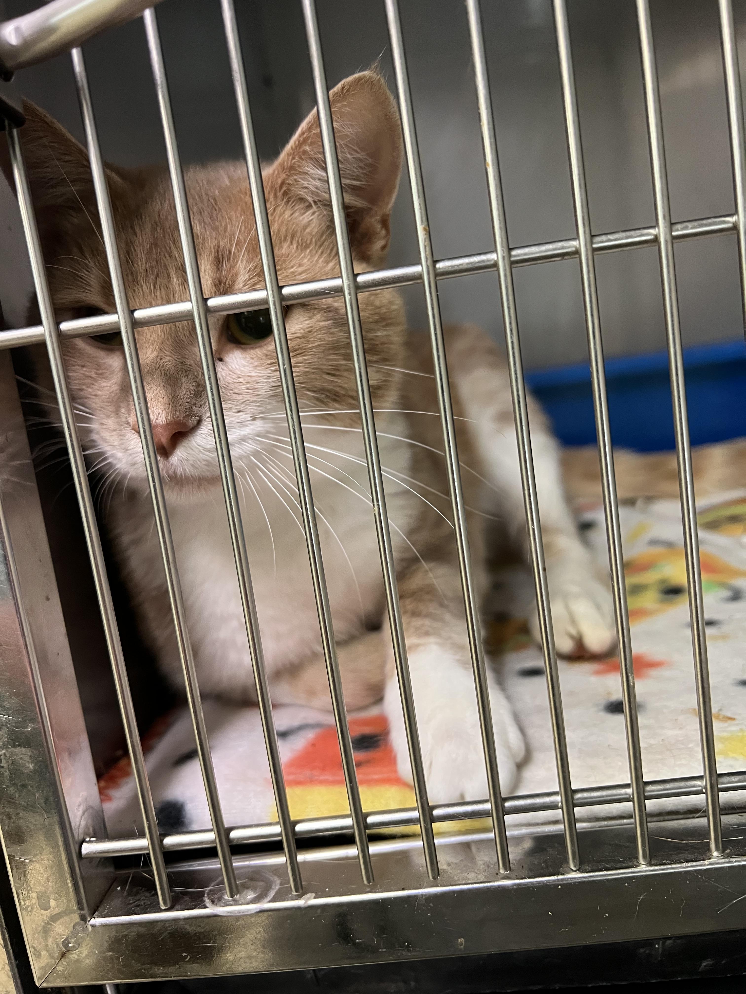 Donald, Adoptable, Adult Male Domestic Short Hair.
