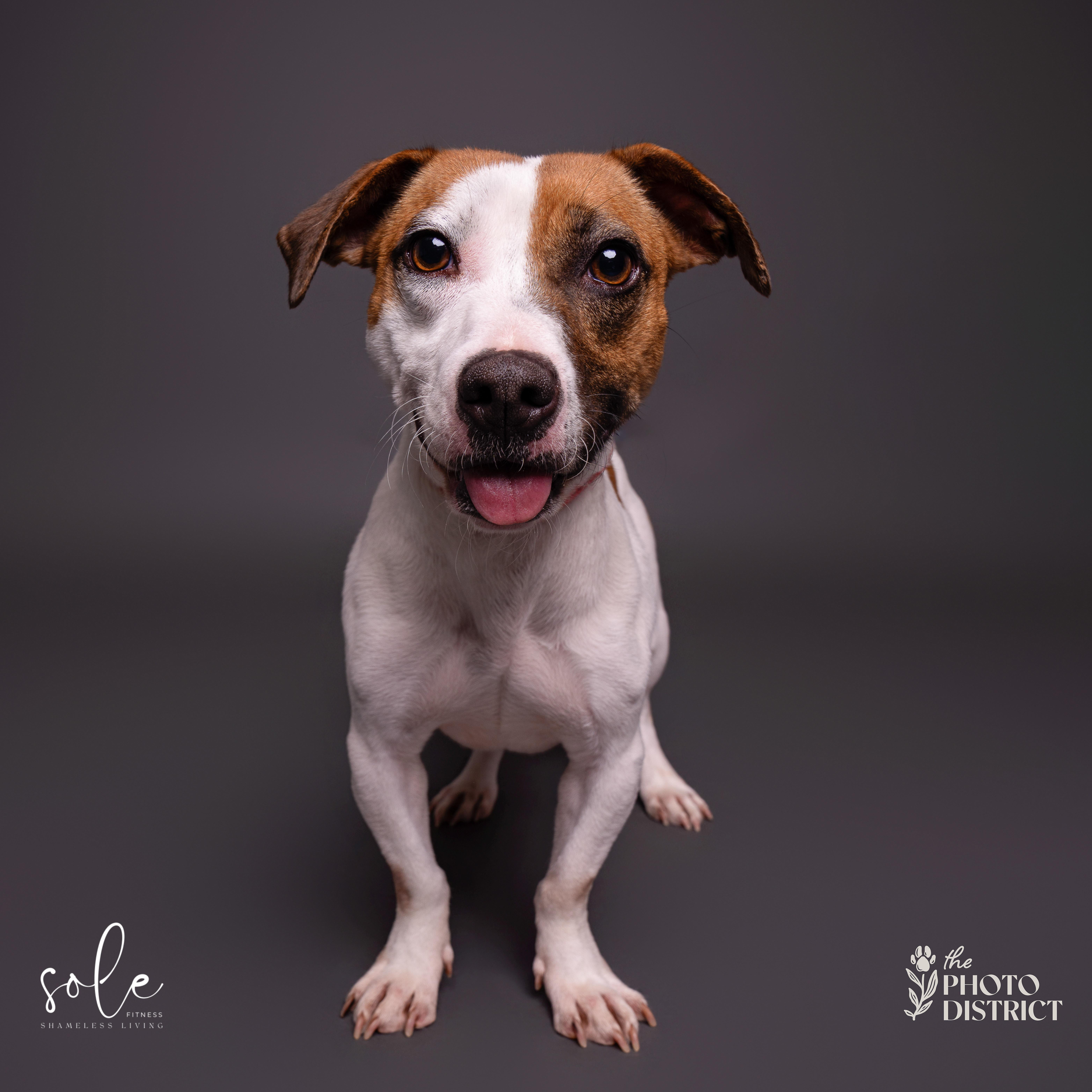 Enlarge Roxanne, a Adoptable mixed breed in Durham, NC image 2/4