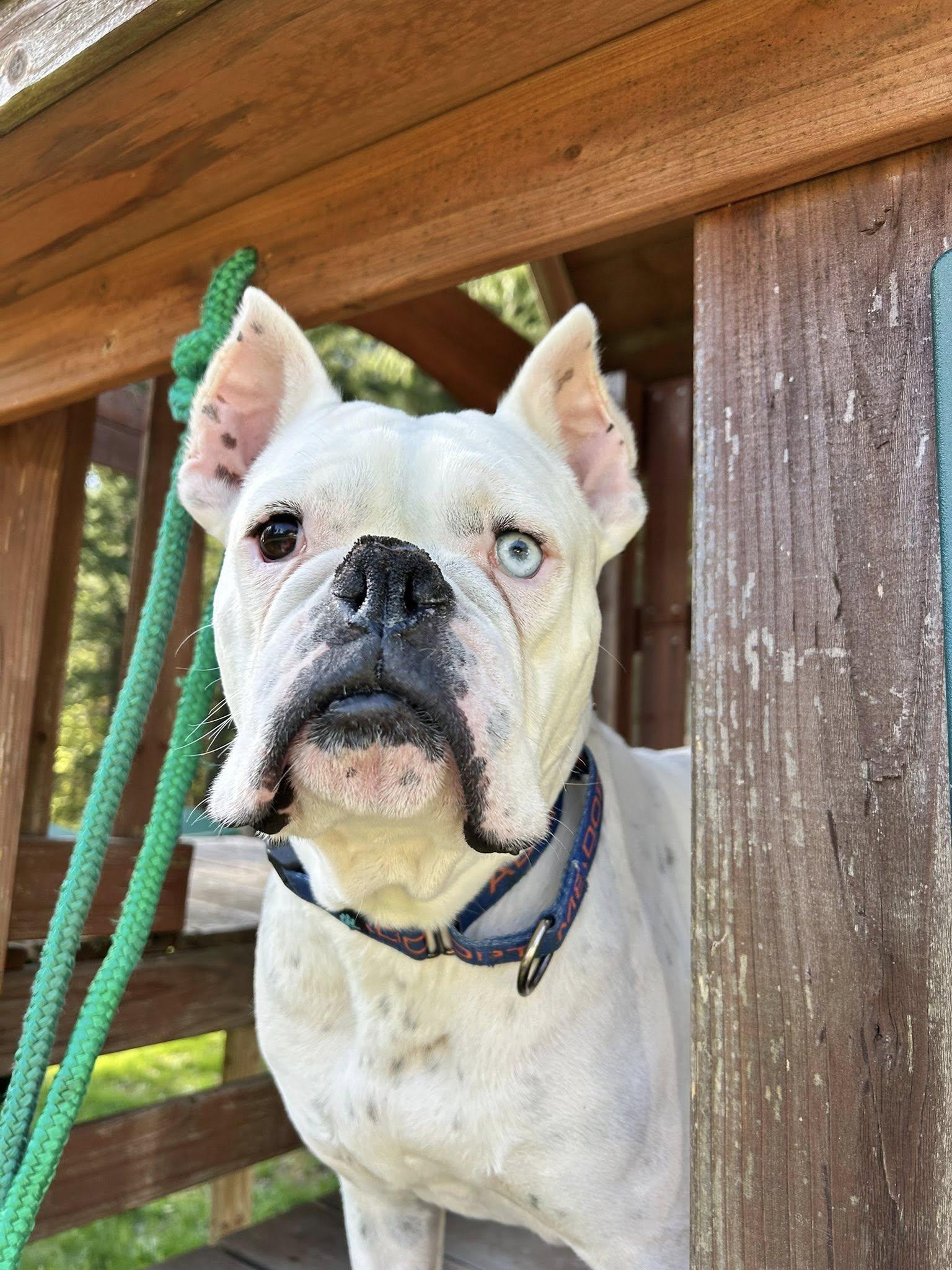 Guapo, Adopted, Adult Male Boxer.