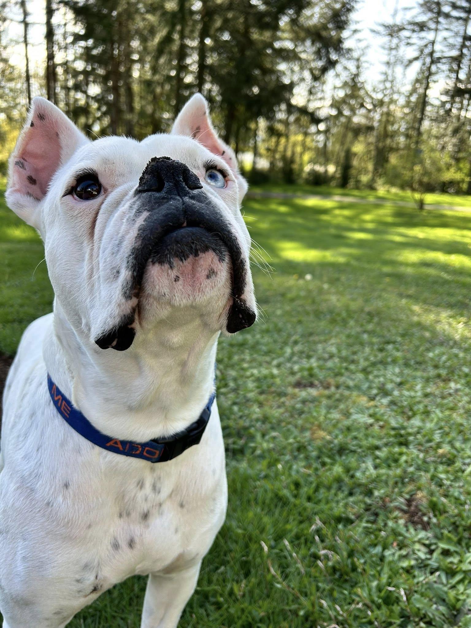 Enlarge Guapo, a Adopted Boxer in Stanwood, WA image 3/3