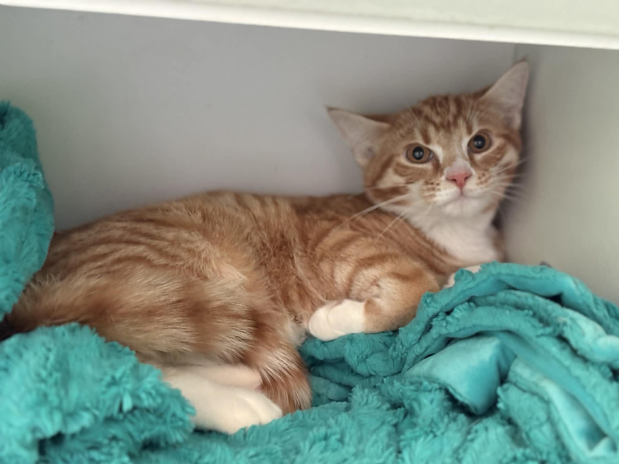 Enlarge Paddy, a ADOPTABLE American Shorthair in Barboursville, WV image 1/1